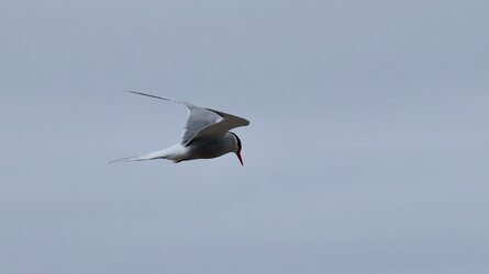 IMG_0267.jpeg