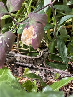 IMG_0345.jpeg