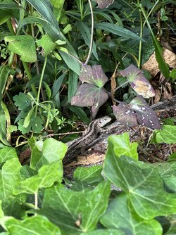 IMG_0342.jpeg