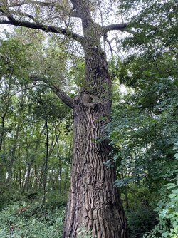 Mein Freund der Baum.jpg Mein Freund der Baum.jpg