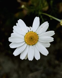 IMG_1195.jpeg