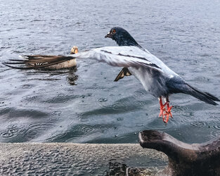 IMG_0154.jpeg