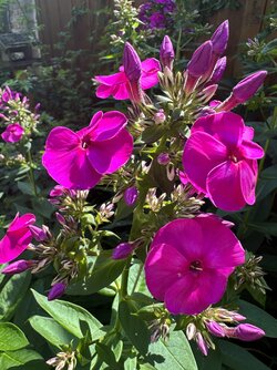 IMG_0040.JPG