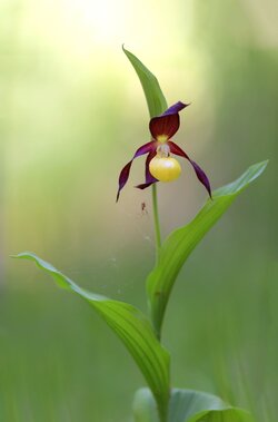 Orchidee.jpg
