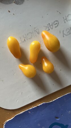 tempImageBDgTe7.jpg