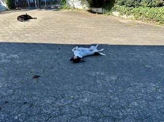 IMG_0857.jpeg