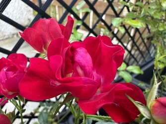 IMG_0170.JPG