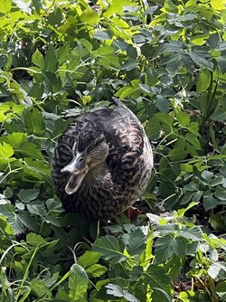 IMG_1723.jpeg