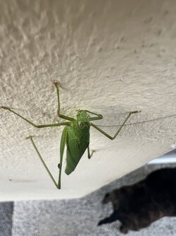 IMG_0666.jpeg