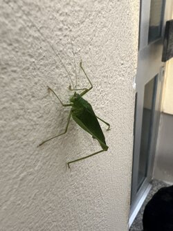IMG_0664.jpeg
