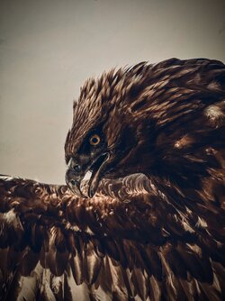 IMG_4369.jpeg