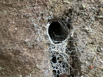 Shelob‘s Lair