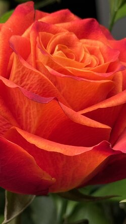IMG_5703.jpeg