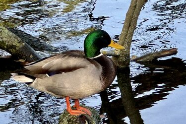 IMG_0495.jpeg