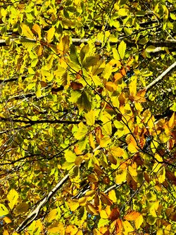 IMG_8376.jpeg