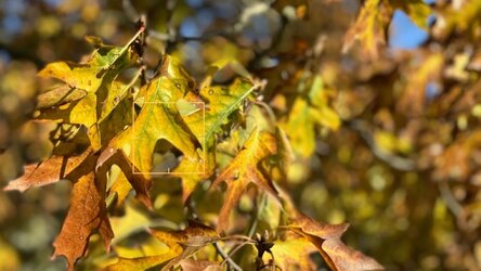 IMG_5172.jpeg