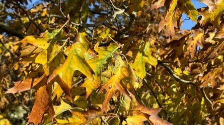 IMG_0412.jpeg