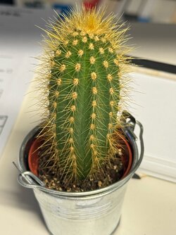 Kaktus3.jpg