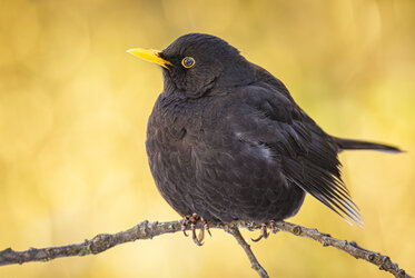 Amsel-1.jpg