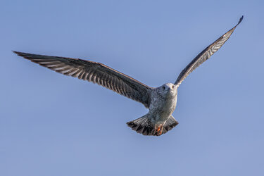 Vögel-im-Flug-10.jpg