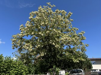 IMG_1712.jpeg