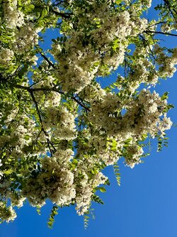 IMG_1713.jpeg
