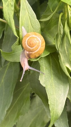 IMG_1997.jpeg
