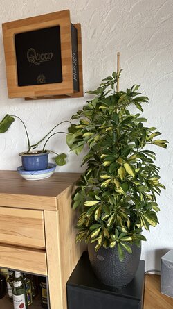 Schefflera.jpeg