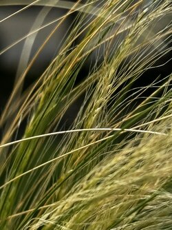 Blühendes Gras