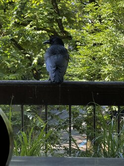 IMG_1952.jpeg