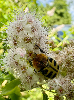 IMG_8509_Pinselkaefer.jpg