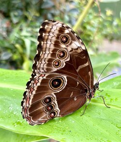 IMG_3082.jpeg