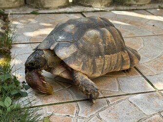 „Einen Gaumenschmauß für eine kleine Schildkröte“.