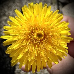 IMG_0391.jpeg