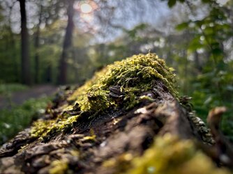 Es duftet nach Frühling
