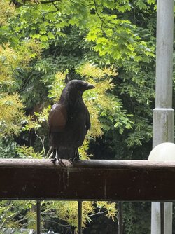 IMG_2167.jpeg