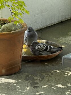 IMG_2169.jpeg