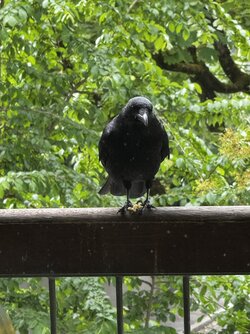 IMG_2183.jpeg