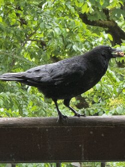 IMG_2184.jpeg
