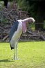 marabu.jpg