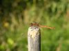 DSCF0219.jpg