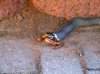 2008-07-27_10-20-51-small.jpg