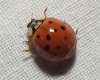 300px-Harmonia_axyridis10.jpg