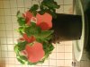 DSC00337.jpg