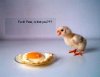 duck.jpg