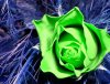 alien rose.jpg