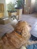 Gizmo und Ilka.JPG