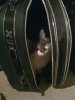 Gizmo will mit nach München.JPG
