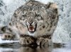 snow-leopard1.jpg
