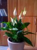 20090409-be4e4njdqddjquf2ca26847jai.jpg